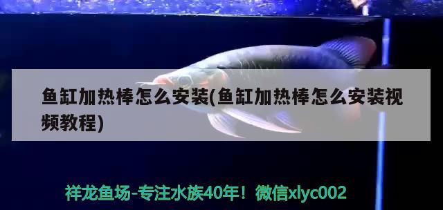 红龙鱼灯光使用方法（红龙鱼灯光位置示意图） 水族灯（鱼缸灯） 第1张