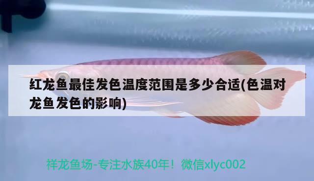 红龙鱼最佳发色温度范围是多少合适(色温对龙鱼发色的影响) 硝化细菌