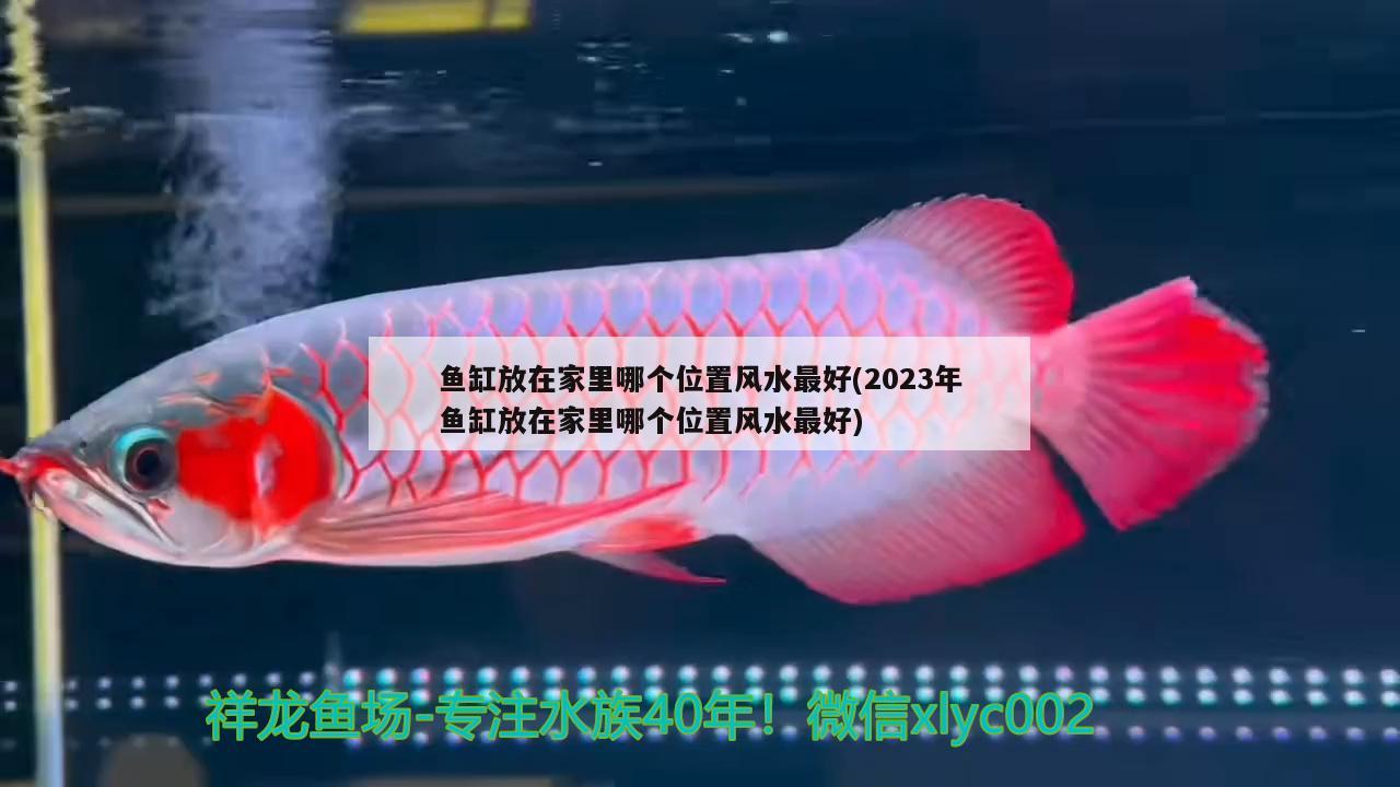 鱼缸放在家里哪个位置风水最好(2023年鱼缸放在家里哪个位置风水最好) 鱼缸风水