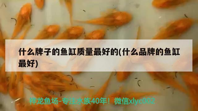 什么牌子的鱼缸质量最好的(什么品牌的鱼缸最好)