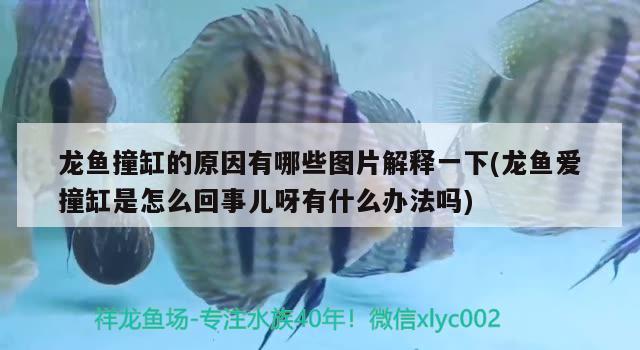 龙鱼撞缸的原因有哪些图片解释一下(龙鱼爱撞缸是怎么回事儿呀有什么办法吗)