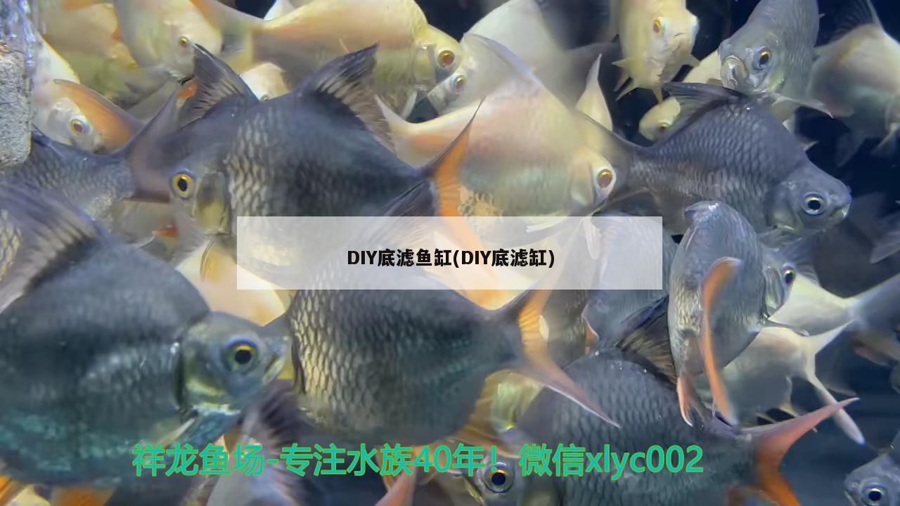 鱼缸led灯水族灯怎么安装(自制led鱼缸灯教程) 黄金梦幻雷龙鱼