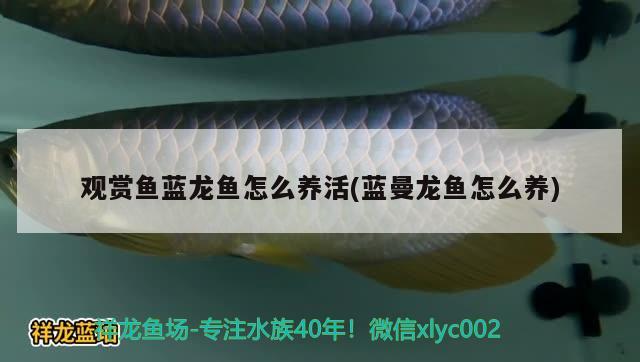 观赏鱼蓝龙鱼怎么养活(蓝曼龙鱼怎么养) 水族用品