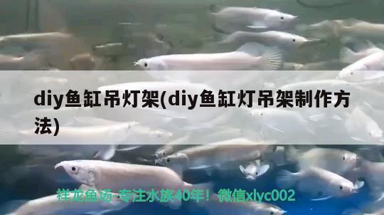 diy鱼缸吊灯架(diy鱼缸灯吊架制作方法) 白子红龙鱼