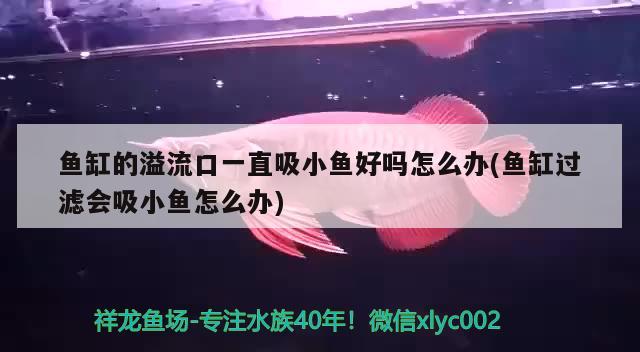 鱼缸的溢流口一直吸小鱼好吗怎么办(鱼缸过滤会吸小鱼怎么办)