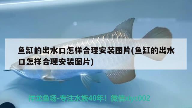 鱼缸的出水口怎样合理安装图片(鱼缸的出水口怎样合理安装图片)