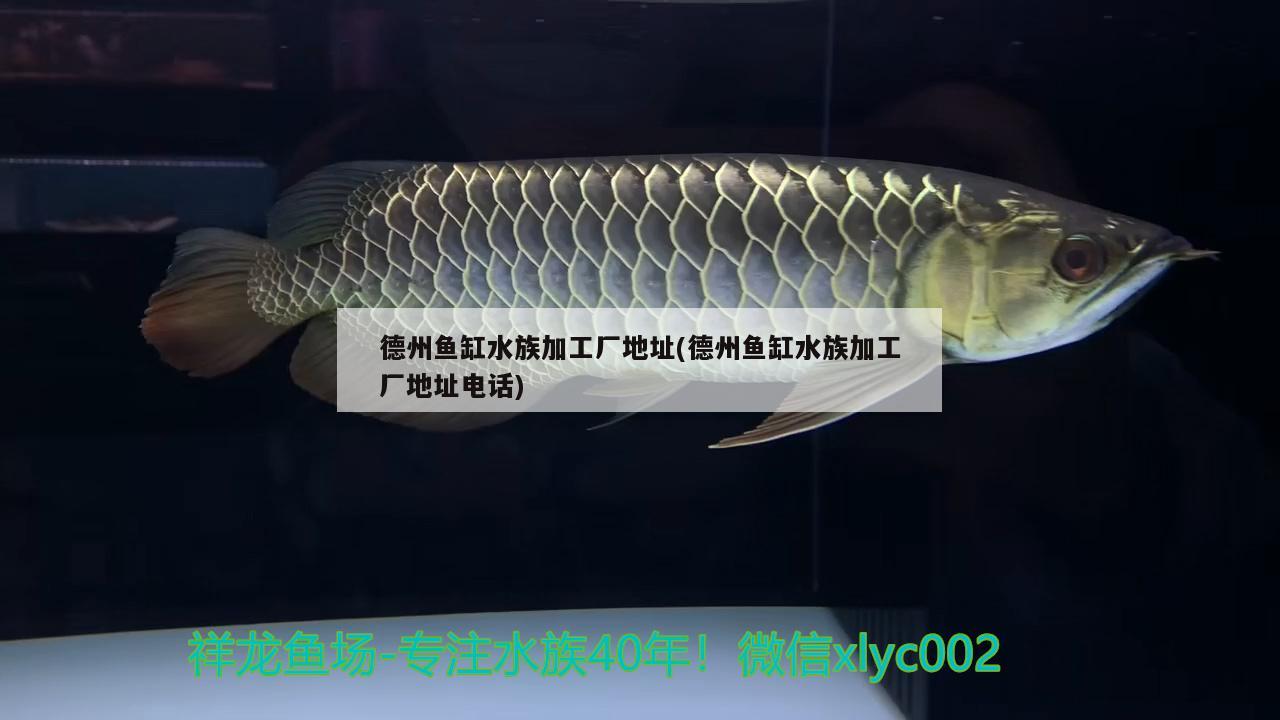 德州鱼缸水族加工厂地址(德州鱼缸水族加工厂地址电话)