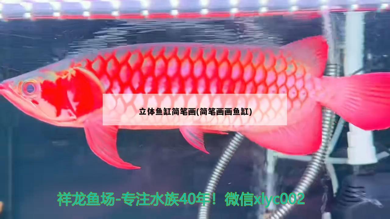 立体鱼缸简笔画(简笔画画鱼缸)