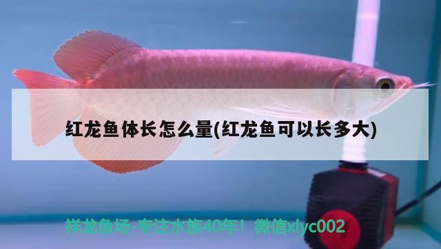 红龙鱼体长怎么量(红龙鱼可以长多大) 祥龙水族护理水