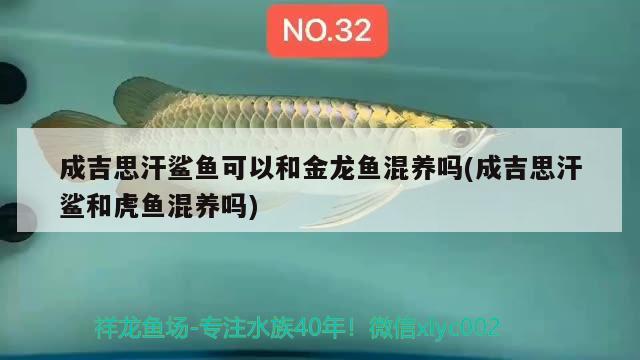 成吉思汗鲨鱼可以和金龙鱼混养吗(成吉思汗鲨和虎鱼混养吗) 成吉思汗鲨（球鲨）鱼