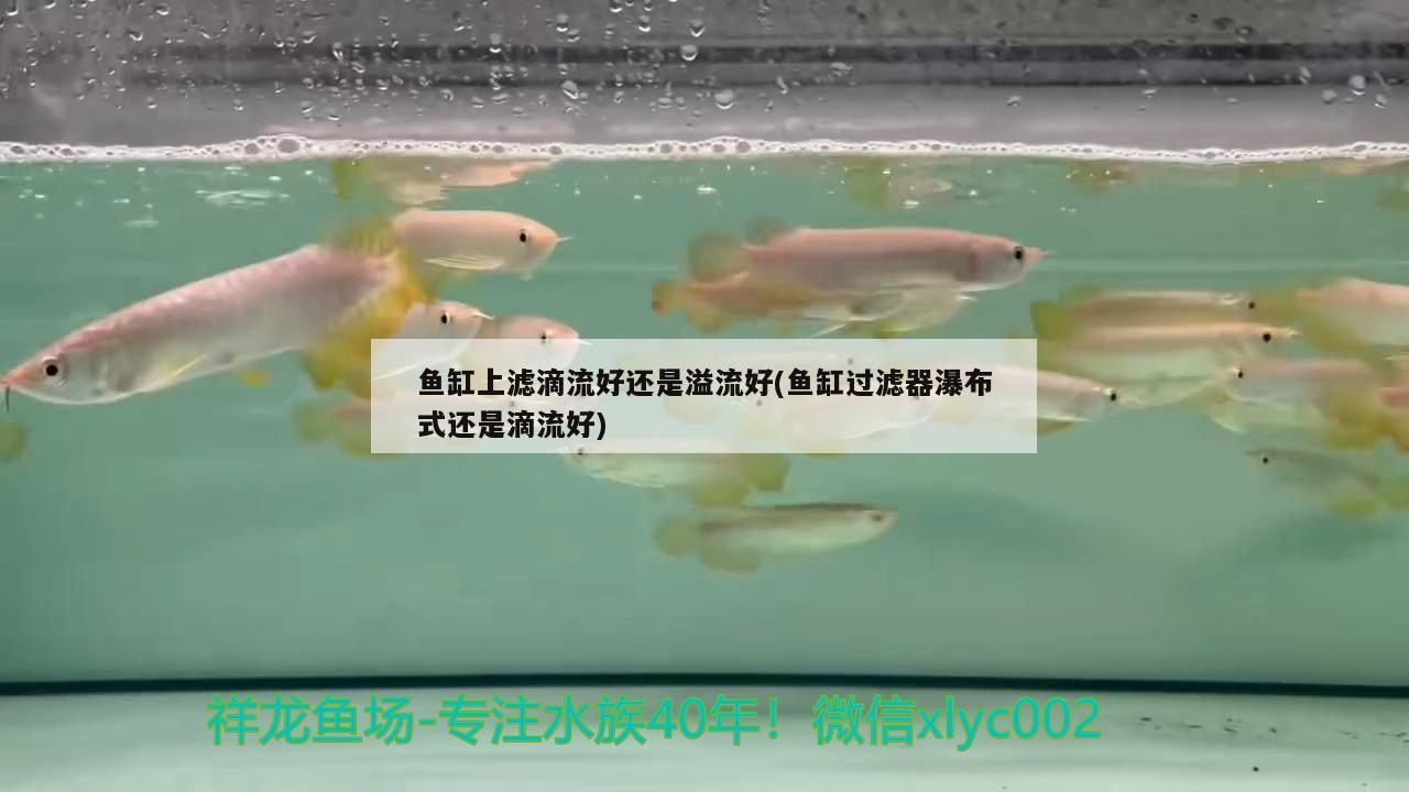 鱼缸上滤滴流好还是溢流好(鱼缸过滤器瀑布式还是滴流好)