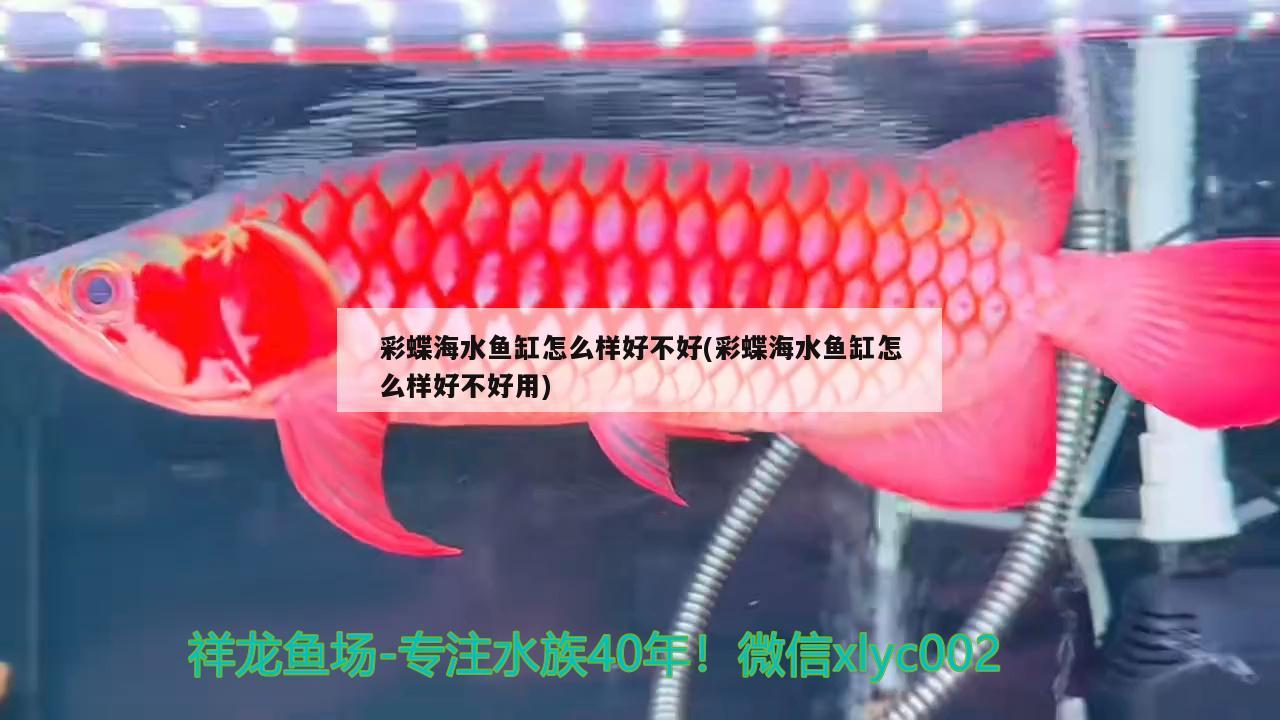 彩蝶海水鱼缸怎么样好不好(彩蝶海水鱼缸怎么样好不好用) 海水鱼