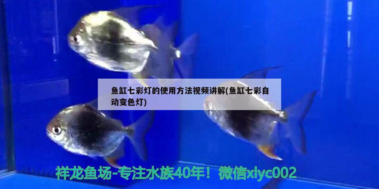 鱼缸七彩灯的使用方法视频讲解(鱼缸七彩自动变色灯) 观赏鱼市场