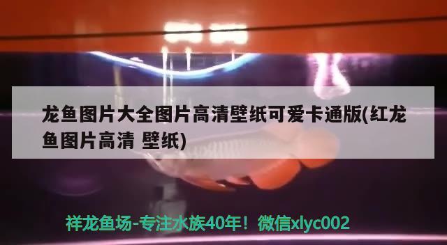 龙鱼图片大全图片高清壁纸可爱卡通版(红龙鱼图片高清壁纸) 龙鱼专用灯