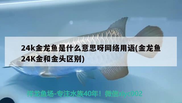 24k金龙鱼是什么意思呀网络用语(金龙鱼24K金和金头区别) 纯血皇冠黑白魟鱼