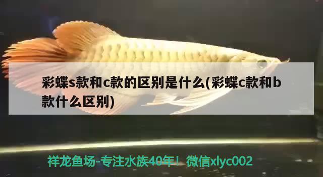 彩蝶s款和c款的区别是什么(彩蝶c款和b款什么区别)