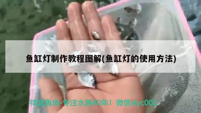 波斯猫多少钱：法血纯黑波斯猫多少钱