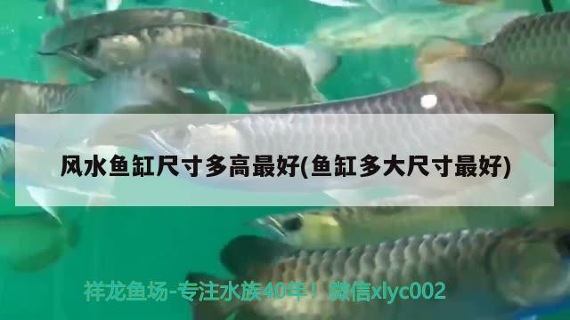 波斯猫多少钱：法血纯黑波斯猫多少钱 猫猫 第1张