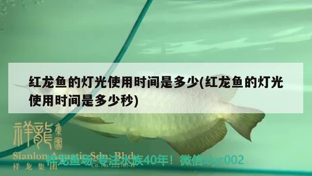 红龙鱼的灯光使用时间是多少(红龙鱼的灯光使用时间是多少秒) 南美异型鱼