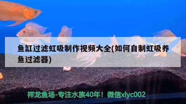 鱼缸过滤虹吸制作视频大全(如何自制虹吸养鱼过滤器) 细线银版鱼