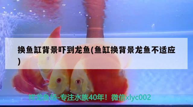 换鱼缸背景吓到龙鱼(鱼缸换背景龙鱼不适应) 水族维护服务（上门）