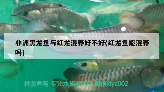 非洲黑龙鱼与红龙混养好不好(红龙鱼能混养吗)