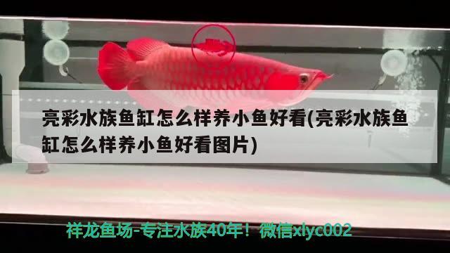 亮彩水族鱼缸怎么样养小鱼好看(亮彩水族鱼缸怎么样养小鱼好看图片) 电鳗