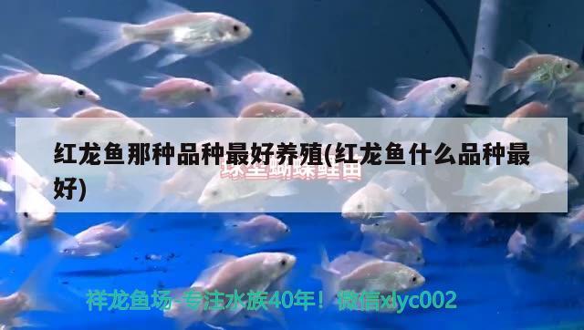 红烧金龙鱼的做法视频(红烧金龙鱼的做法视频教学) 水族维护服务（上门）