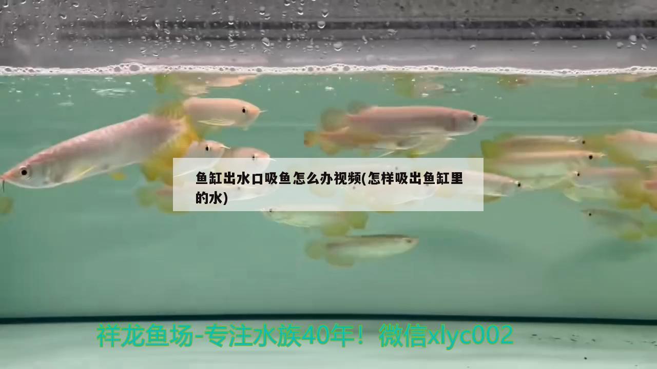 鱼缸出水口吸鱼怎么办视频(怎样吸出鱼缸里的水) 养鱼的好处