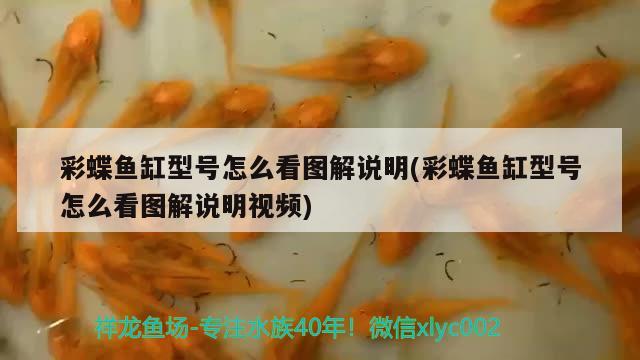 彩蝶鱼缸型号怎么看图解说明(彩蝶鱼缸型号怎么看图解说明视频) 赤焰中国虎鱼