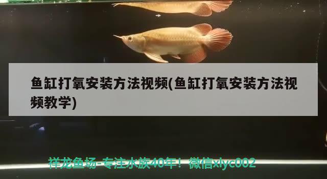 鱼缸打氧安装方法视频(鱼缸打氧安装方法视频教学) 造景/装饰