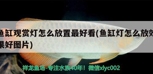 鱼缸观赏灯怎么放置最好看(鱼缸灯怎么放效果好图片)