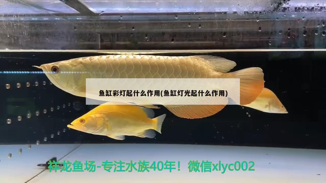 鱼缸彩灯起什么作用(鱼缸灯光起什么作用) 黄金鸭嘴鱼