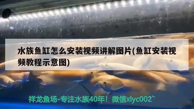 水族鱼缸怎么安装视频讲解图片(鱼缸安装视频教程示意图) 黄金眼镜蛇雷龙鱼