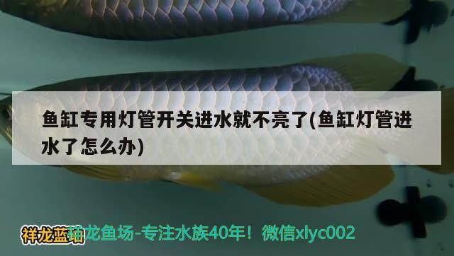 鱼缸专用灯管开关进水就不亮了(鱼缸灯管进水了怎么办) 观赏鱼市场（混养鱼）