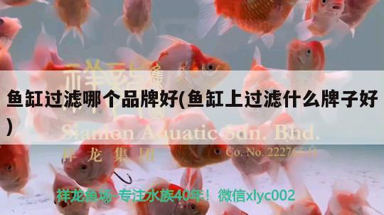 玻璃鱼缸破了开一条口子怎么办（ 鱼缸玻璃破了用什么材料粘住） 鹦鹉鱼