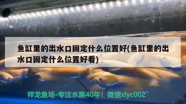 1.2米鱼缸养几条锦鲤鱼缸养几条锦鲤最好，养5条就可以了，1.2米的缸能养几条锦鲤鱼最好，怎么养长得好 黄金达摩鱼 第2张