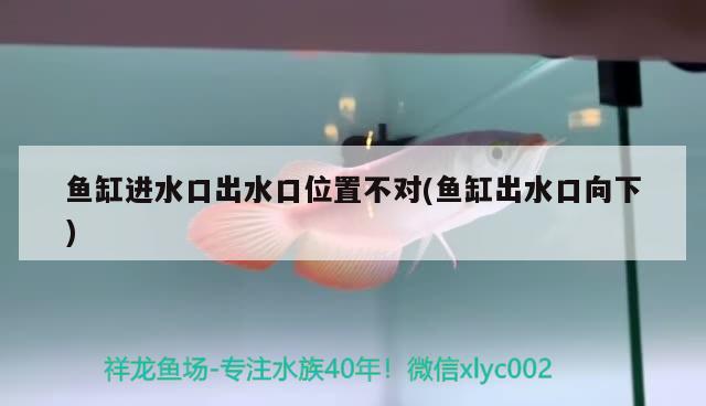 金龙鱼辨别真假视频 金龙鱼辨别真假视频播放 龙鱼批发 第1张