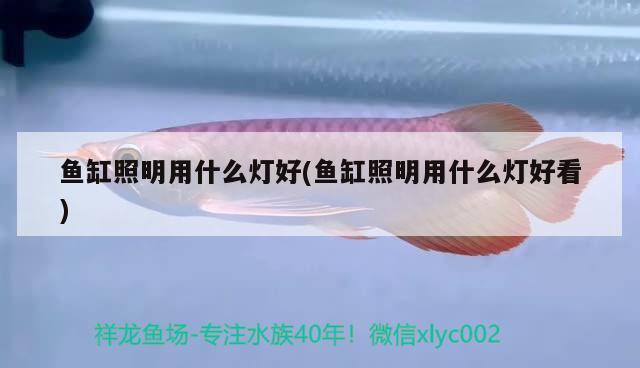 包含银龙鱼混养最佳伴侣鱼苗的词条 银龙鱼 第2张