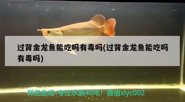 过背金龙鱼能吃吗有毒吗(过背金龙鱼能吃吗有毒吗) 过背金龙鱼