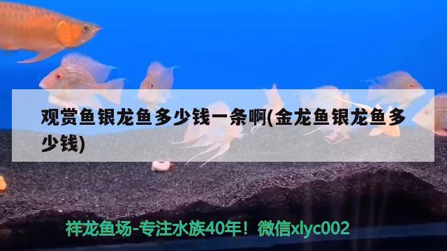 观赏鱼银龙鱼多少钱一条啊(金龙鱼银龙鱼多少钱)