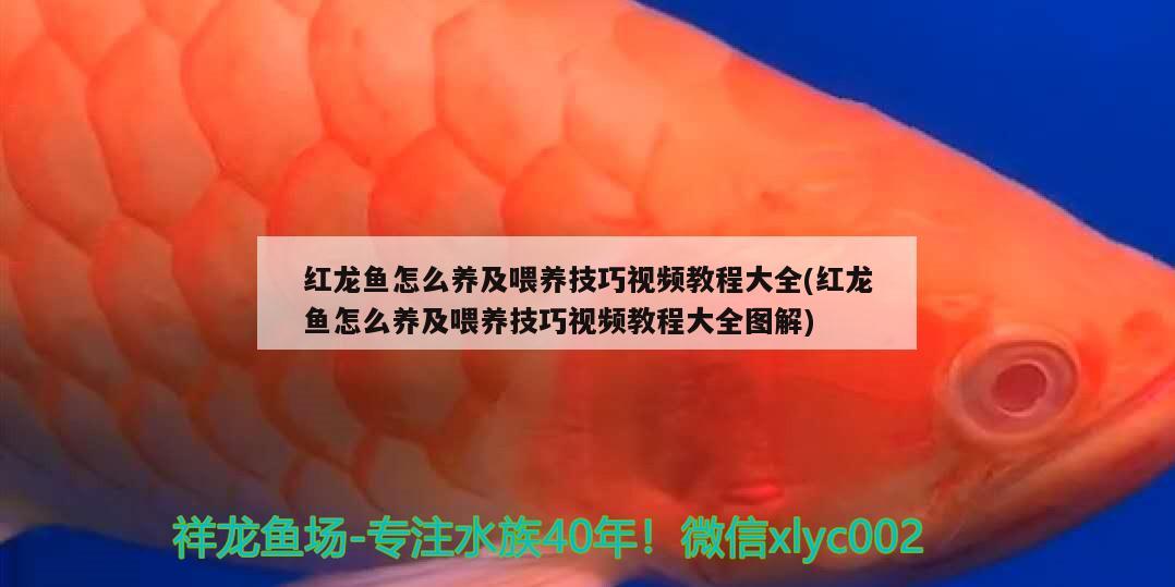 红龙鱼怎么养及喂养技巧视频教程大全(红龙鱼怎么养及喂养技巧视频教程大全图解)