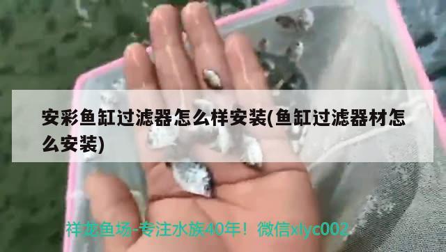 安彩鱼缸过滤器怎么样安装(鱼缸过滤器材怎么安装)