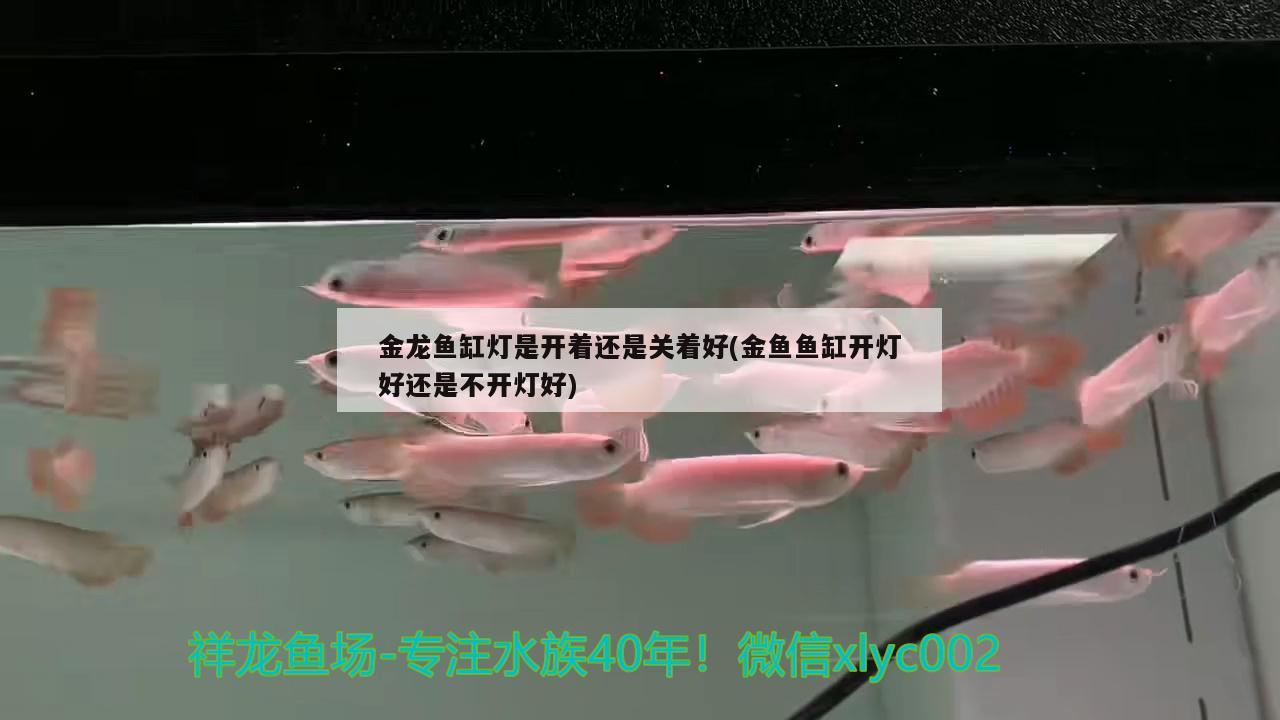 金龙鱼缸灯是开着还是关着好(金鱼鱼缸开灯好还是不开灯好)