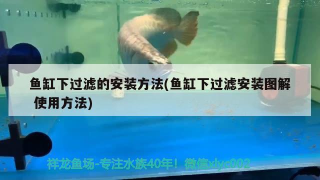 鱼缸下过滤的安装方法(鱼缸下过滤安装图解使用方法)