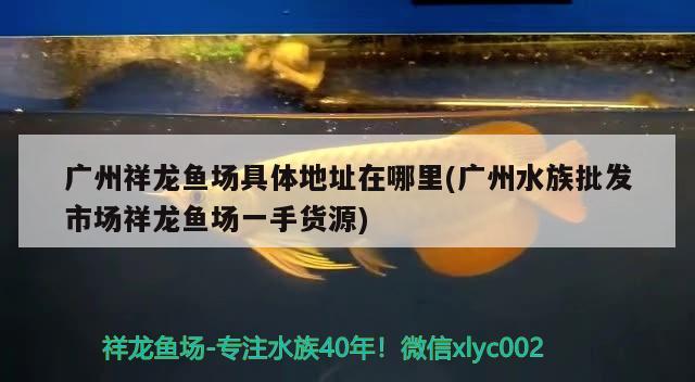 广州祥龙鱼场具体地址在哪里(广州水族批发市场祥龙鱼场一手货源) 观赏鱼水族批发市场