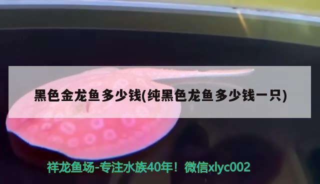 银龙鱼价格多少钱一只可以吃的(银龙鱼多少钱一条?银龙鱼价格水族品种) 黄吉金龙（白子金龙鱼） 第2张