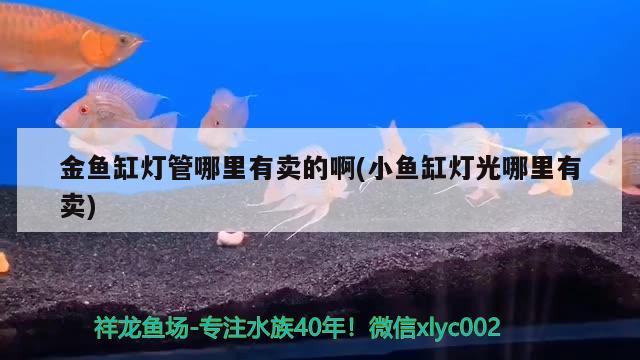 金鱼缸灯管哪里有卖的啊(小鱼缸灯光哪里有卖) 祥龙鱼场品牌产品