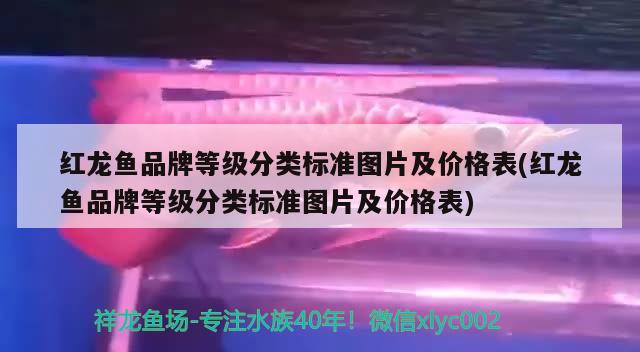 红龙鱼品牌等级分类标准图片及价格表(红龙鱼品牌等级分类标准图片及价格表)