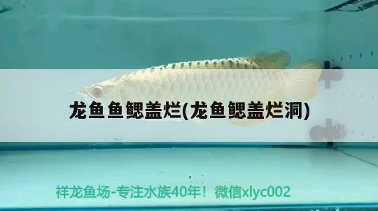 鱼缸底柜变形怎么办（鱼缸底柜变形怎么办视频） 水族展会 第1张